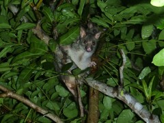Trichosurus vulpecula arnhemensis