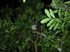 Trichosurus vulpecula arnhemensis