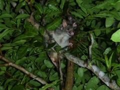 Trichosurus vulpecula arnhemensis