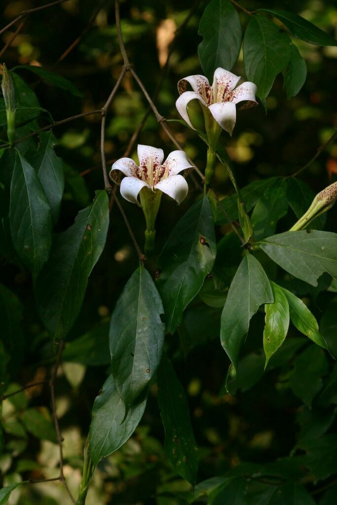 Rothmannia urcelliformis