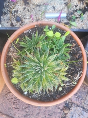 Aristaloe aristata
