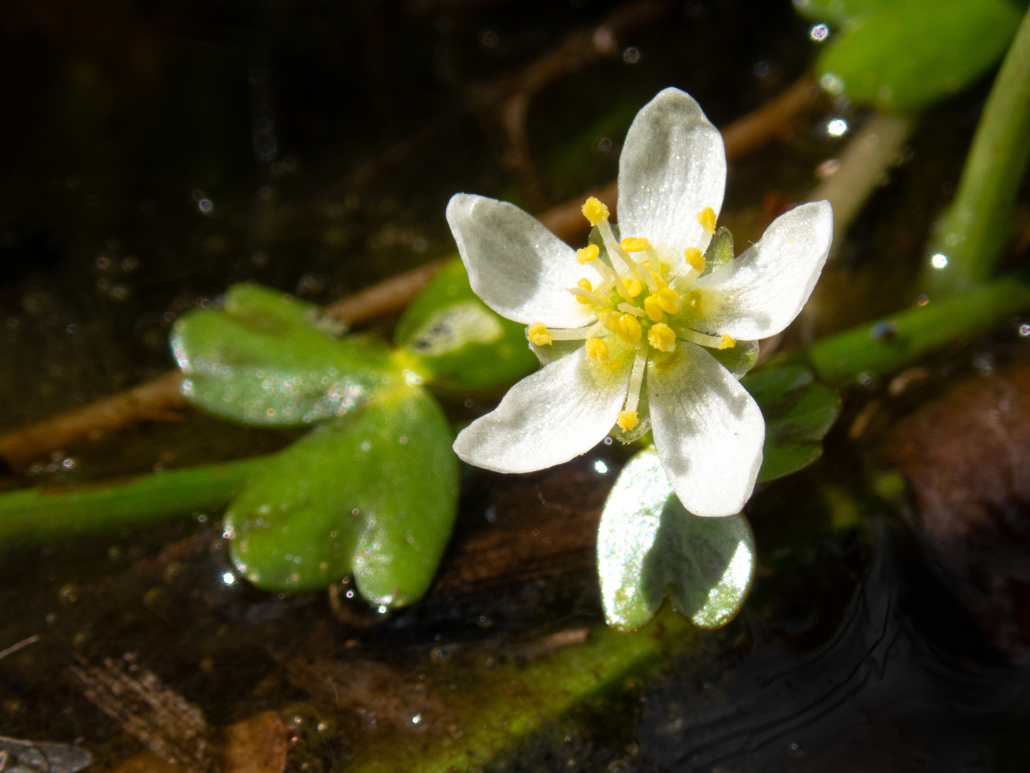 Ranunculus lobbii