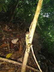 Acanthosaura lepidogaster