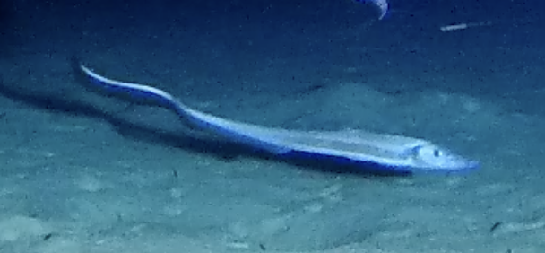 Australian Halosaur photo 3