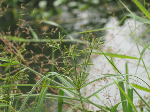 Cyperus imbricatus iNat (3)