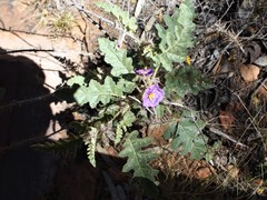 Solanum diversiflorum