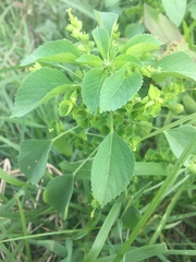 Acalypha indica indica