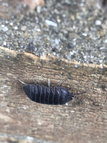 Southern Pill Woodlouse, Molescroft Road, Beverley, England, GB, photo 9 of 10