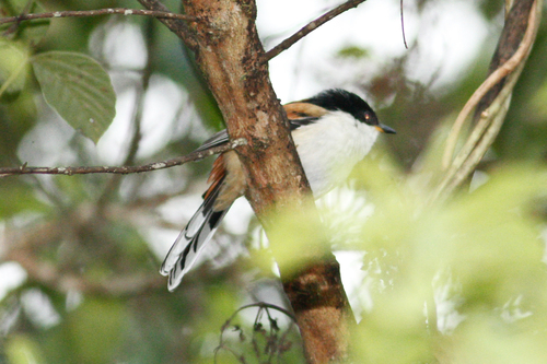 Leioptila annectens