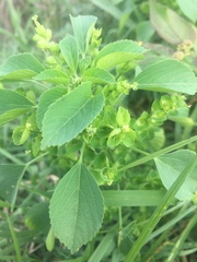 Acalypha indica indica
