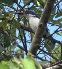 Winchell's Kingfisher photo 3