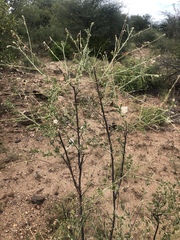 Indigofera pechuelii