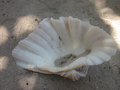 Photo of Hippopus Clam (Hippopus hippopus)