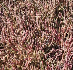 Salicornia natalensis