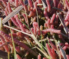 Salicornia natalensis