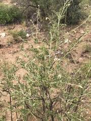 Indigofera pechuelii