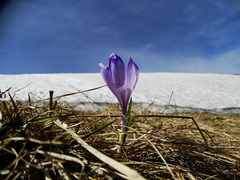 Crocus heuffelianus