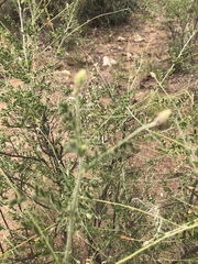 Indigofera pechuelii