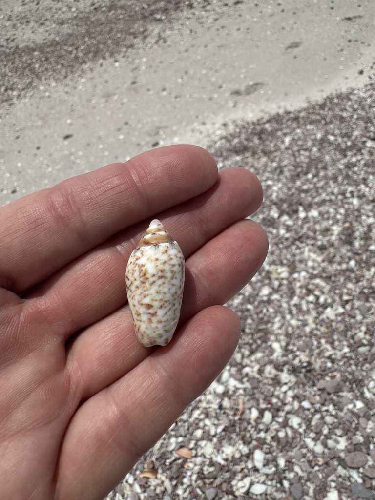 Oliva pindarina