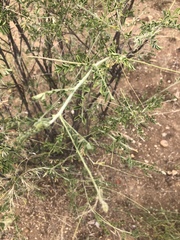 Indigofera pechuelii