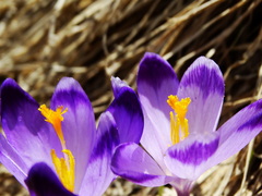 Crocus heuffelianus