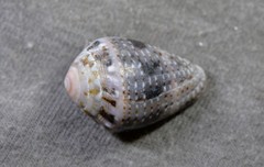 Conus coronatus