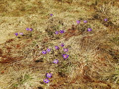 Crocus heuffelianus