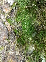 Dicranoloma menziesii