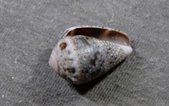 Conus coronatus