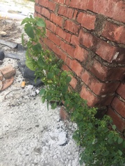 Acalypha indica indica