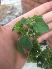 Acalypha indica indica