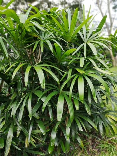 iNaturalist | (c) marychan55, some rights reserved (CC BY-NC), uploaded by marychan55 Representative image of Rhapis excelsa