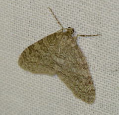 Trichopteryx carpinata