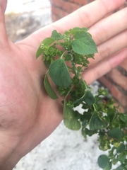 Acalypha indica indica