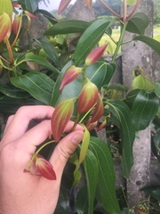 Cinnamomum burmanni