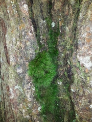 Dicranoloma menziesii