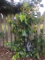 Cinnamomum burmanni