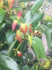 Cinnamomum burmanni