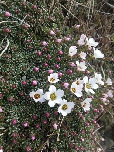 Saxifraga poluniniana, photograph 3