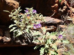 Solanum diversiflorum