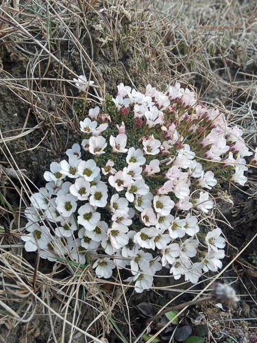 Saxifraga poluniniana, photograph 2