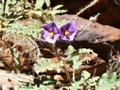 Solanum diversiflorum