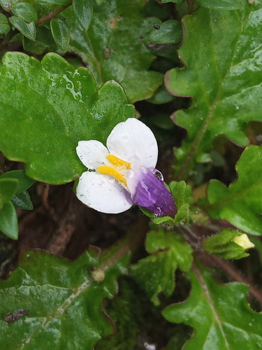 Mazus surculosus (Mazus surculosus)