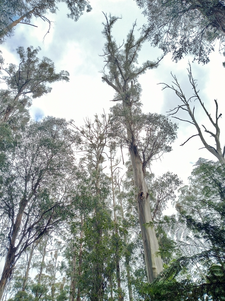 Australian Mountain Ash from Dandenong Ranges, Yarra Ranges ...