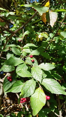 Cotoneaster bullatus