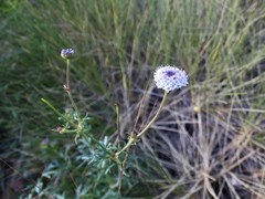 Trachymene glaucifolia