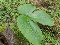 Arisaema costatum, photograph Sagnik Dutta Roy, CC BY, iNaturalist via GBIF