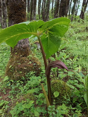 Arisaema costatum