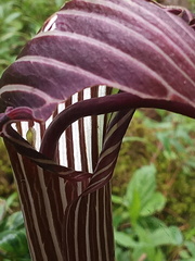 Arisaema costatum, photograph Sagnik Dutta Roy, CC BY, iNaturalist via GBIF
