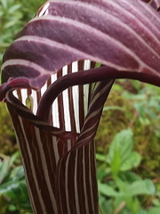 Arisaema costatum, photograph Sagnik Dutta Roy, CC BY, iNaturalist via GBIF